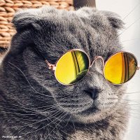 GODFATHER꧁IP꧂ (@godfather850) 's Twitter Profile