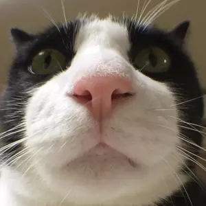 kingzpricey's profile picture. 🔥 Just a random guy on the internet.
📧 Email Me for any enquires