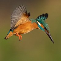 Zeeburgereiland Groen ๐ฑ #groenishoognodig ๐ฟ (@zbeilandnow) 's Twitter Profile