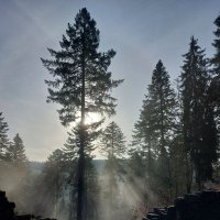 Waldmichel (@derwaldmichel) Twitter profile photo