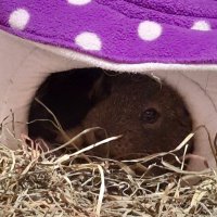 Professor Pepper & Dr Gizmo (@piggiesinstem) 's Twitter Profile
