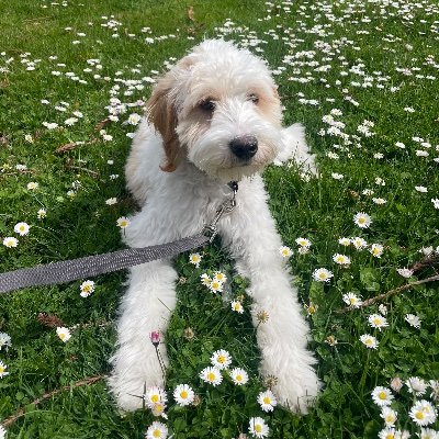 DahongLuke's profile picture. One of the best Nuzlockers you’ve never heard of | SSBM Marth main | Pokémon Streamer | Cal Grad | Software Engineer | Twitch affiliate and YouTube partner