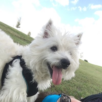 ChloeWestie's profile picture. My heart is restless until it rests in thee. St. Augustine