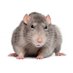 I Will Snitch On You (@bookiekillerkid) Twitter profile photo I Will Snitch On You (@bookiekillerkid) Twitter profile photo