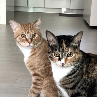 woorungji1's profile picture. 쪼렙집사 둘과 우니룽지