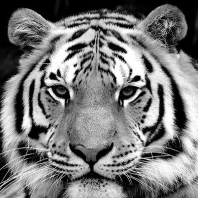 if you meet a tiger; focus on the eyes; it doesn't matter anywhere