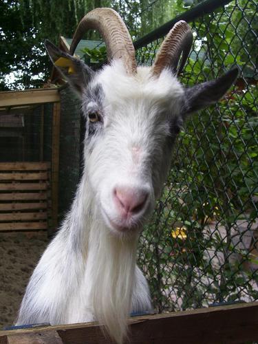 GeitDotje's profile picture. Ik ben een Nederlandse Landgeit, afstammeling van een oud Hollands ras. Ik woon op de kinderboerderij De Beestenboel in Zaltbommel.