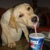 funny dog (@pepsidoggy) Twitter profile photo