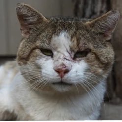 asylbex's profile picture. Researcher, robotics engineer