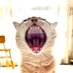 Allen Zhao (@coolsurgeon) Twitter profile photo Allen Zhao (@coolsurgeon) Twitter profile photo