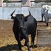 latino bull (@latinobull789) Twitter profile photo latino bull (@latinobull789) Twitter profile photo