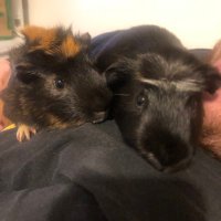 Pie and cookie Guniea pigs(@Amy94567) 's Twitter Profile Photo
