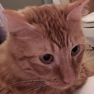 MrCharger19's profile picture. 7yehcnrs, g84ejfs, and minors dni
he him his