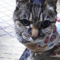 kaz♀_犬猫好き(愛猫アイ月命日26日)(@kazlovecat2023) 's Twitter Profile Photo