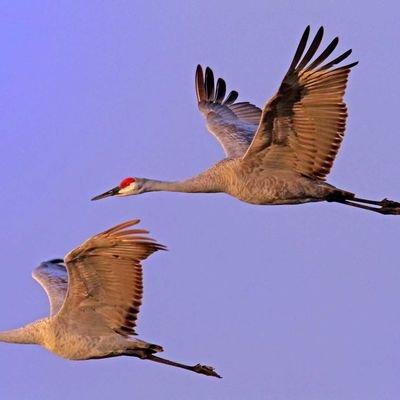 Migrating6060's profile picture. dentist 🦷