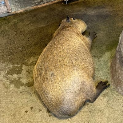 アラサー/独身/彼女なし/人生負け組/少しでもモチベーションを保ちたい/同じような境遇の人がいたらいろいろお話ししたいです/無言フォロー失礼します