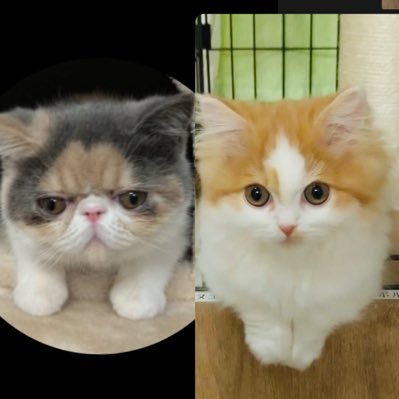 猫大好き💕/エキゾチックショートヘア/ミヌエット/猫好きさんと繋がりたい/無言フォロー、突然フォローお許しください🙇♀️🙇♀️/エロ、意味不明ツイート❌/猫好きさん大歓迎フォロー宜しくお願いします😊😊