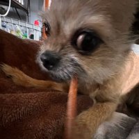 The Heretic Frank I (@rexinauld) Twitter profile photo