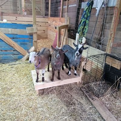 Multi-generation Family Farm in TN with goats, rabbits, chickens, ducks, geese, and more. Many for sale, including chicken eggs and delicious duck eggs.