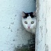 Neighborhood Cats (@nbrhoodcats) Twitter profile photo Neighborhood Cats (@nbrhoodcats) Twitter profile photo
