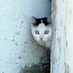 Neighborhood Cats (@NbrhoodCats) Twitter profile photo