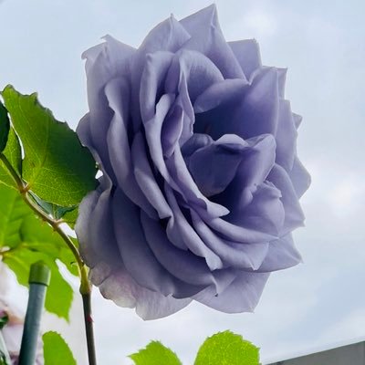 Mick56さんのプロフィール画像