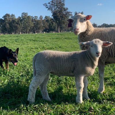 Focus is on breeding elite performance pure Poll Dorset genetics 🧬 using Lambplan. Craig Wilson and Associates. Redgum River Pastoral Co.