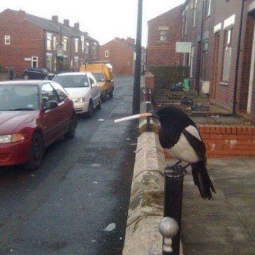 BarneyMellors's profile picture. Loves Notts County and Badgers (in no particular order).