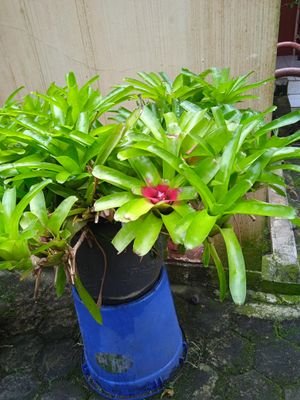 pentheleng51418's profile picture. 