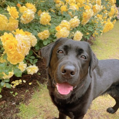 ruhk_la_yu's profile picture. 🐶わん🐶溺愛するオタクのアカウント🐾 @m_xs08