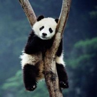 🌴PANDA 🌴(@Pasi_Edukuthu) 's Twitter Profile Photo