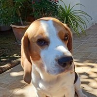 🛡️Pigwidgeon (@tuamaple) 's Twitter Profile Photo 🛡️Pigwidgeon (@tuamaple) 's Twitter Profile Photo