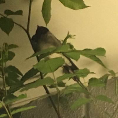 dJJfsQB2Oaw8nMx's profile picture. 2023年7月よりフリーでデザインの仕事をはじめました。