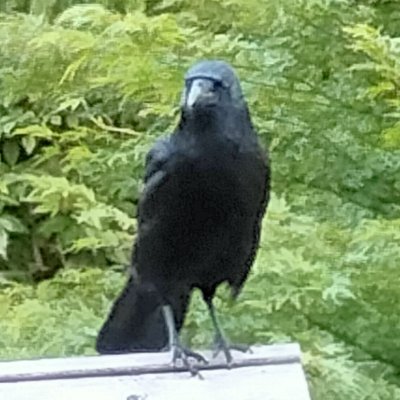 Neurodivergent Nature Nut 
In the woods/on the plot/under a TBR pile  #SaveOurSwifts #SaveSheffTrees