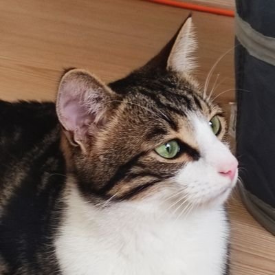 odinlokithor's profile picture. 3 kedili 2 deli 🧍‍♀️🧍‍♂️🐱🐱🐱