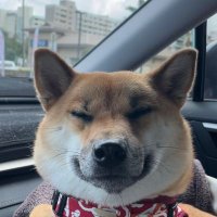 柴犬のうにさん(@shibauniko) 's Twitter Profile Photo