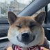 柴犬のうにさん (@shibauniko) Twitter profile photo