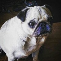 YUCA (@yucalasorda) 's Twitter Profile Photo YUCA (@yucalasorda) 's Twitter Profile Photo