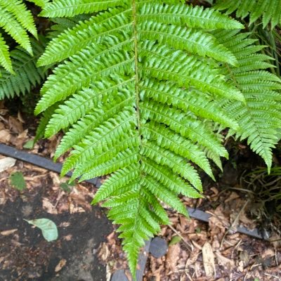 pteridophytes_ Profile Picture