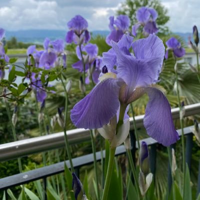 cieloeter's profile picture. What‘s it ?