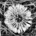 Horst Adler (@martin63096015) Twitter profile photo Horst Adler (@martin63096015) Twitter profile photo