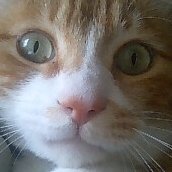 040-JPねこです (@myrtle0801) 's Twitter Profile