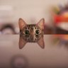 catedraliZia's profile picture. 