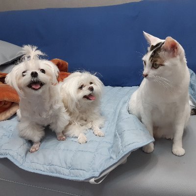 파양된 강아지 Salang이와 구조된 고양이 Adol의 이야기 속으로