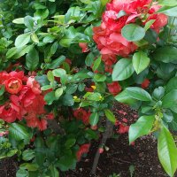 🌺笑顔💐🌺🌿 (@egao_35885) 's Twitter Profile Photo