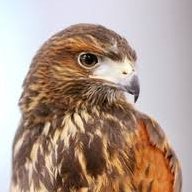 KingHawk (@kinghawk4386) 's Twitter Profile