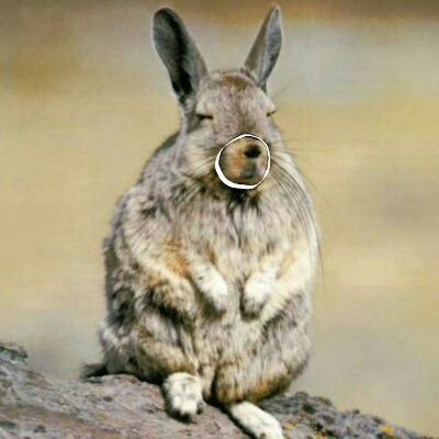 Sanviscacha Profile Picture