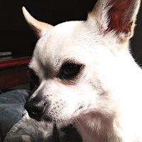 ぴーちく。 (@pichiku_pipipi) 's Twitter Profile