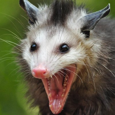 wokeopossum Profile Picture