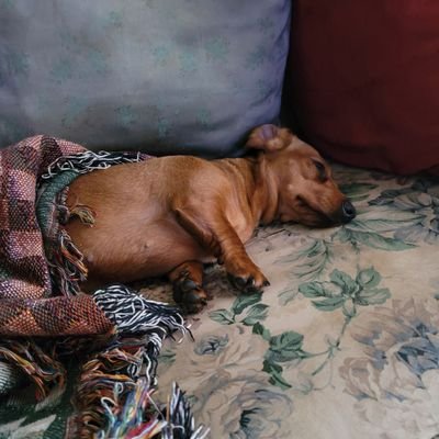 tweettweetlife's profile picture. 